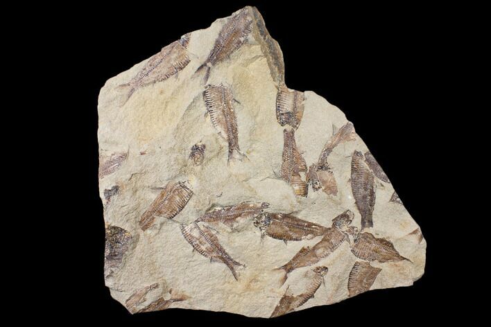 Fossil Fish (Gosiutichthys) Mortality Plate - Lake Gosiute #130042